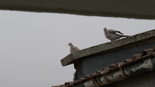 Two birds Streptopelia decaocto on roof in HQ 4K slow motion. 