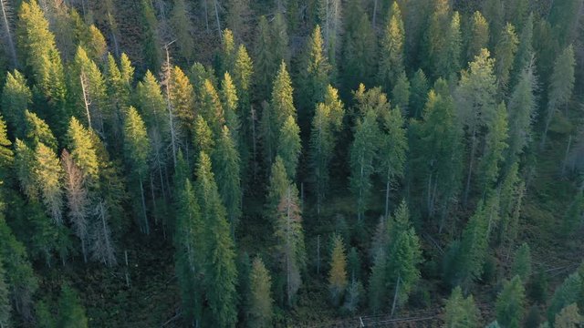 Aerial: Flying over a pine forest at Nez Perce Clearwater National Forests, Idaho, USA