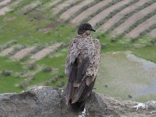 Andean Condor, Rio Verde, Chile, Patagonia