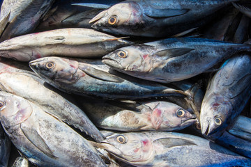 fresh fish in the market	