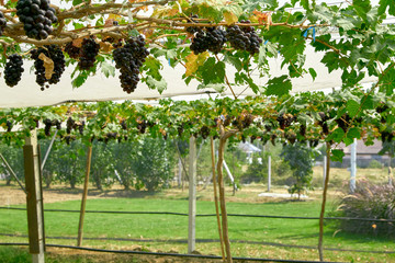 Fototapeta premium Nature background Outdoor vineyards at sunset
