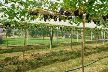 Nature background Outdoor vineyards at sunset