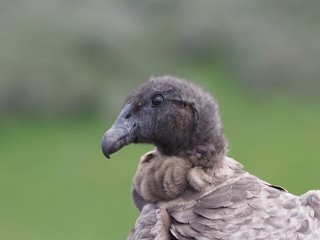 Andean Condor, Rio Verde, Chile, Patagonia