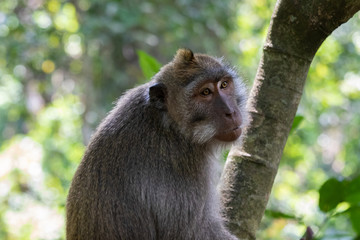 Portrait of Macaque monkey (Macaca Fascicularis), looking to the side. Forest in the background. In the sacred monkey forest, Ubud, Bali, Indonesia.