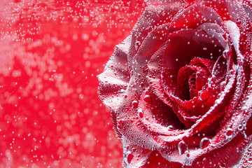 valentines day, red rose under water with bubbles, on a red background with space for design.