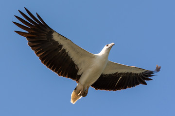 Langkawi / Weißbauchseeadler