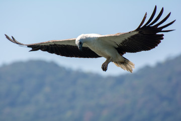 Langkawi / Weißbauchseeadler