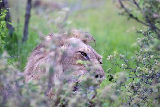 Young male lion feeding in the green bushveld