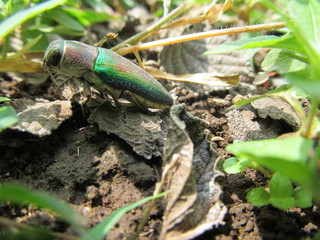 Blister Beetle Lytta  