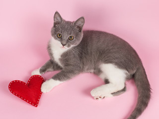Grey kitten plays with red heart on a pink background. The concept of a Valentine's Day card.