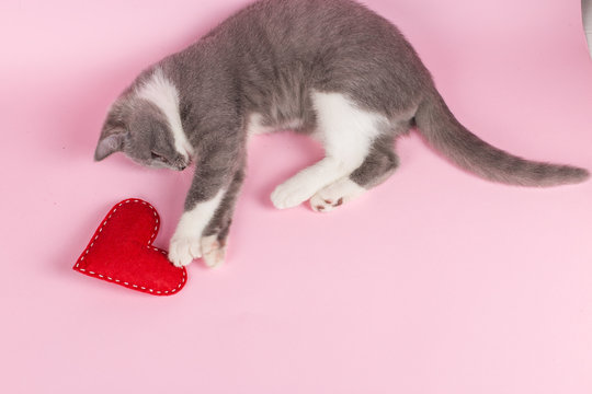Grey kitten plays with red heart on a pink background. The concept of a Valentine's Day card.