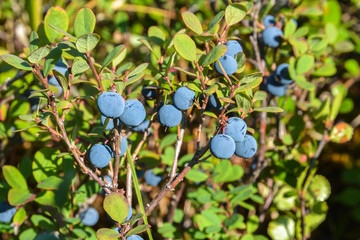 Ripe blueberries.