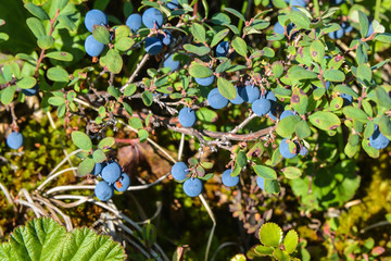 Ripe blueberries. © sergunt