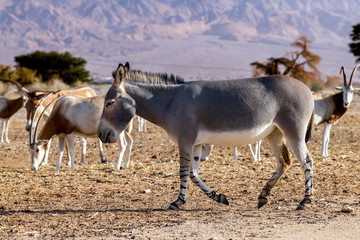 Somali wild donkey (Equus africanus) and herd of antelope scimitar horn oryx (Oryx leucoryx) in nature park of the Middle East