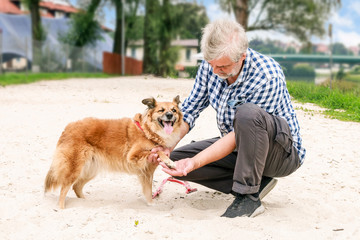 Dog with a hurt paw.