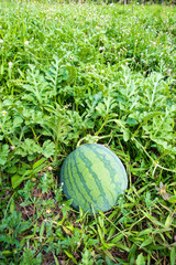 Watermelons on the field are ready for harvest