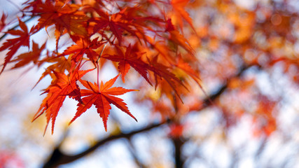 紅葉狩り　真っ赤に染まったカエデの葉