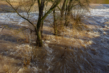 Trees standing in the water
