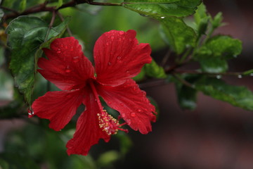 Full blossam red hibiscus red flower on the evening in the garden