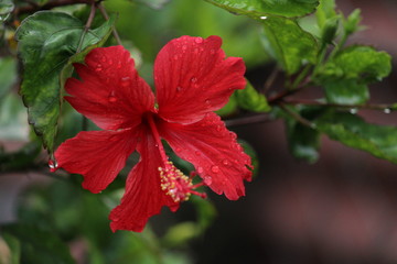 Full blossam red hibiscus red flower on the evening in the garden