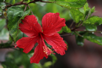 Full blossam red hibiscus red flower on the evening in the garden