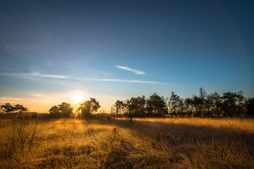 Sun shining over golden grassfields at national park "de Groote Peel, Limburg, the Netherlands. 