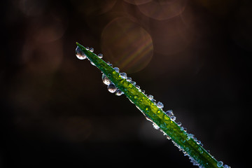 Dew drops on grass. Early morning. Fresh concept. 