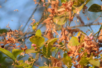 autumn leaves on tree