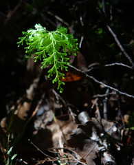 Fern. Te Urewera National Park New Zealand.