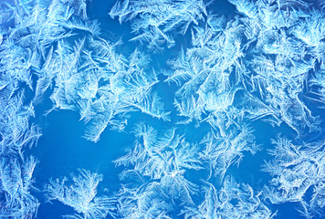 Ice flowers frozen