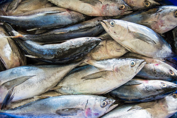 Fototapeta premium fresh fish at the market