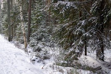 Winter landscape, the whole forest strewn with snow.