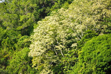 Tropical forest with lush green leaf trees