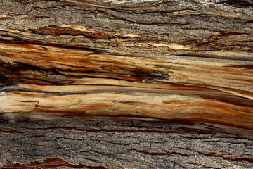 Brown tree bark texture for background surface with old natural pattern