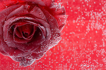 Red rose with bubbles on a red background, Valentine's day and love.