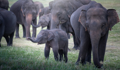 Wild elephants in a beautiful landscape in Sri Lanka