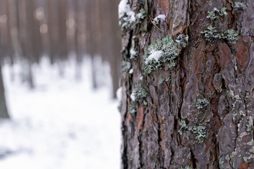 Winter landscape, the whole forest strewn with snow.
