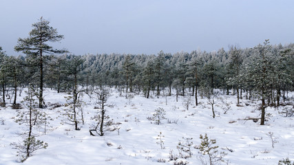 Winter landscape, the whole forest strewn with snow.