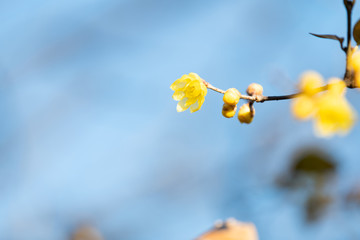 蝋梅は一月に咲く一番早い梅の花