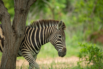 A male Zebra scratching himself on the trunk of a tree
