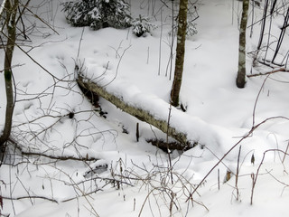 Winter landscape, the whole forest strewn with snow.