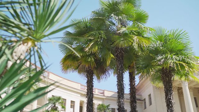 Beautiful palm trees in tropical garden. Palm trees in Sochi