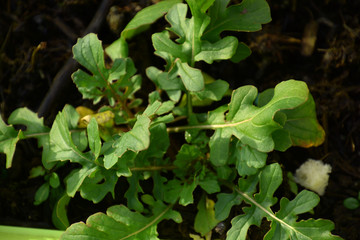young green and red rucola leaves in a pot, potted rocket salad in garden