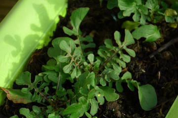 rocket salad or arugula growing in a green pot, arugula with new green shoots in autumn sun
