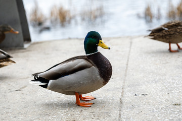 drake in a city park in winter against a background of ice-free river