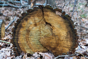 cut a tree in an ice covered forest