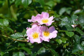 Close up of a delicate Rosa Canina flowers in full bloom in a spring garden, in direct sunlight, with blurred green leaves in the background