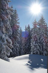 Fototapete bei efototapeten.de bestellen   