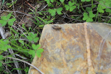 Obraz premium grillo