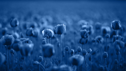 Field of Poppy Flowers on sunset in early Summer toned blue color.